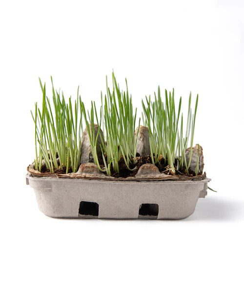 Elseware Unplug- Kit Doble: pintar huevos y sembrar